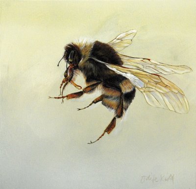Bombus terrestris 4, 2011 (acrílico sobre madeira) de Odile Kidd
