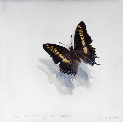 Charaxes castor, imperador gigante, 2014 (acrílico sobre madeira revestida a gesso) de Odile Kidd