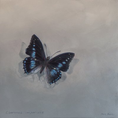 Charaxes imperialis 1 (a), 2014 (acrílico sobre madeira) de Odile Kidd