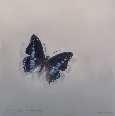 Charaxes imperialis 1 (b), 2014 (acrílico sobre madeira) de Odile Kidd