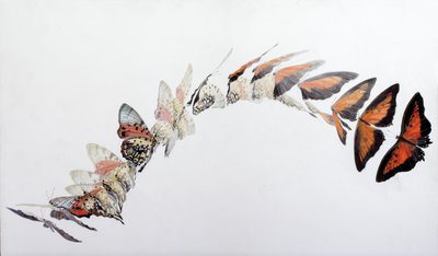 Padrão de voo de Charaxes zingha, 2016 (acrílico sobre madeira revestida a gesso) de Odile Kidd