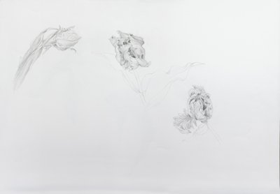 Estella rijnveld 1, 2013 (lápis sobre papel de cartucho) de Odile Kidd