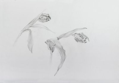 Estella rijnveld 2, 2017 (lápis sobre papel de cartucho) de Odile Kidd