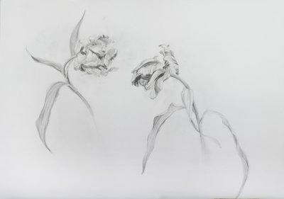 Estella rijnveld 3, 2017 (lápis sobre papel de cartucho) de Odile Kidd