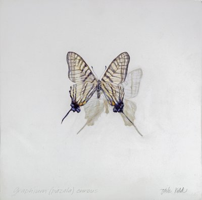 Graphium (Pazala) eurosus, 2014 (acrílico sobre madeira revestida a gesso) de Odile Kidd