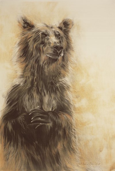 Grizzly Bear 1, 2002 (lápis de carvão, carvão e giz) de Odile Kidd