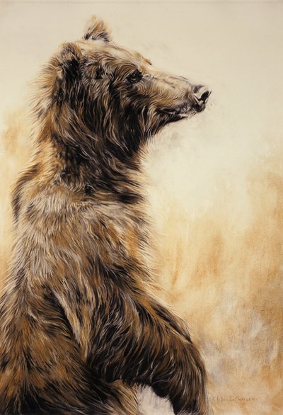 Grizzly Bear 2, 2002 (lápis de carvão, carvão e giz) de Odile Kidd