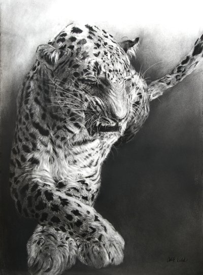 Panthera pardus 1, 2009 (carvão e conte sobre papel Fabriano) de Odile Kidd