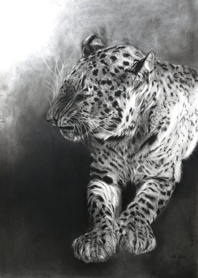 Panthera pardus 2, 2009 (carvão e conte sobre papel Fabriano) de Odile Kidd