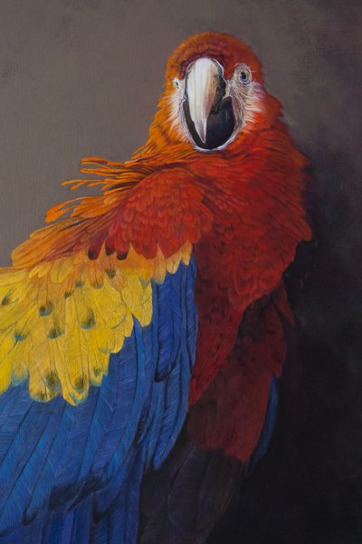 Arara-vermelha 3 (pormenor), 2014 (acrílico sobre linho) de Odile Kidd