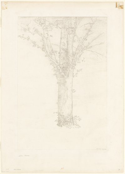 Árvore de Odilon Redon