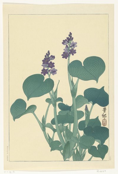 Hosta florida de Ohara Koson
