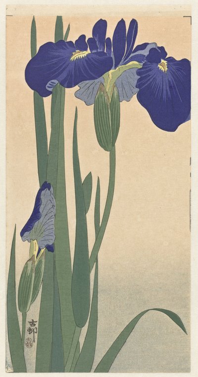 Íris azuis, 1900-30 (impressão em xilogravura) de Ohara Koson