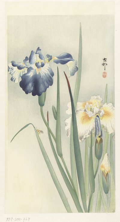 íris de Ohara Koson