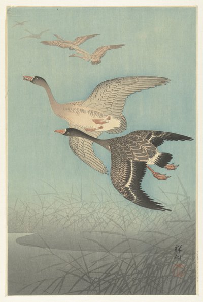 Gansos Brent em voo de Ohara Koson