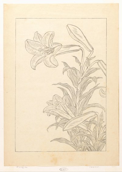 Lelies de Ohara Koson