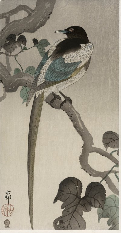 Magpie num ramo de Pauwolna (impressão em bloco de madeira a cores) de Ohara Koson