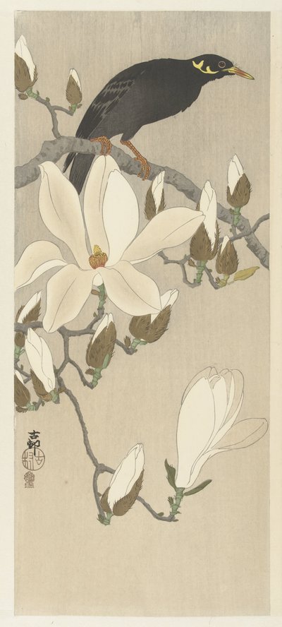 Myna no ramo de Magnólia de Ohara Koson
