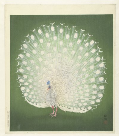 Pavoa de Ohara Koson