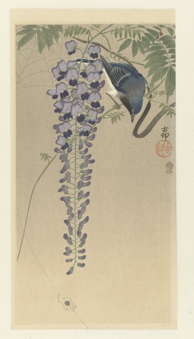 Apanhador de moscas em wisteria de Ohara Koson