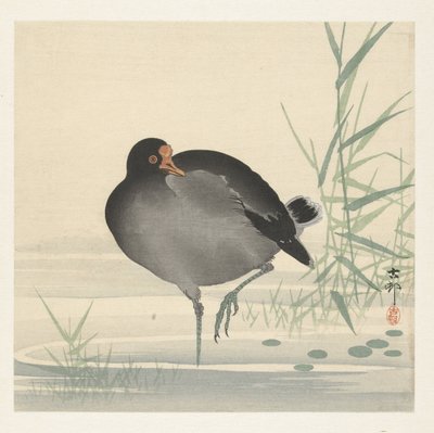 Waterhoen de Ohara Koson