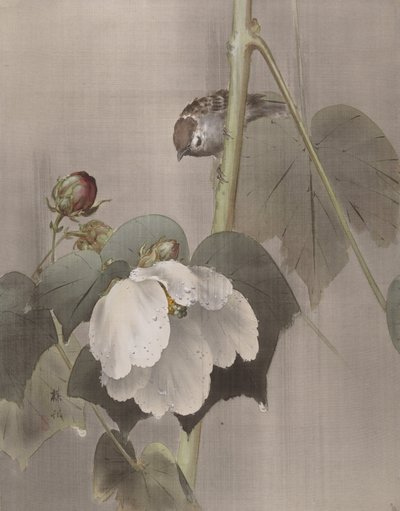 Cotton Rose Mallows na chuva, ca. 1891-92. de Okada Baison