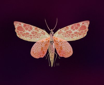 Traça-rosa-com-manchas-laranja de Olga Skomorokhova
