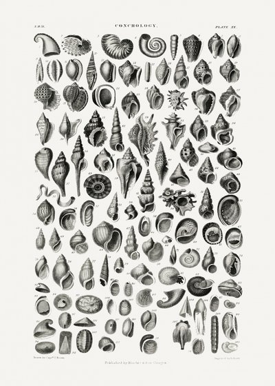Sealife III de Oliver Goldsmith