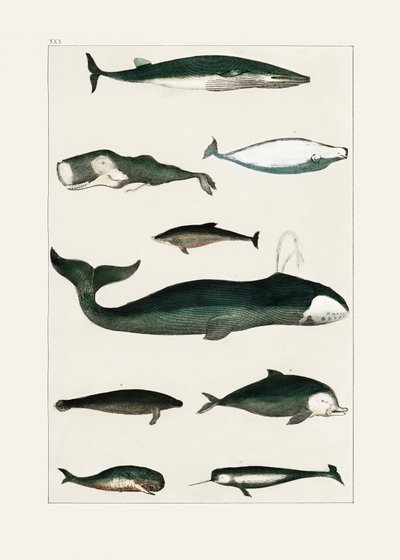 Cartaz vintage de uma baleia de Oliver Goldsmith
