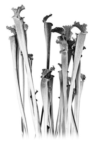 Carnivorous, 2020 (técnica mista digital) de Olivia Gozzano