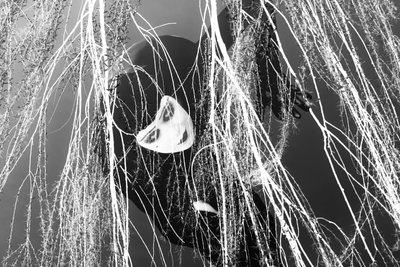 Ladra, 2023 (técnica mista digital) de Olivia Gozzano