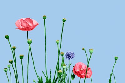 Papaveri rosa, 2019 (técnica mista digital) de Olivia Gozzano