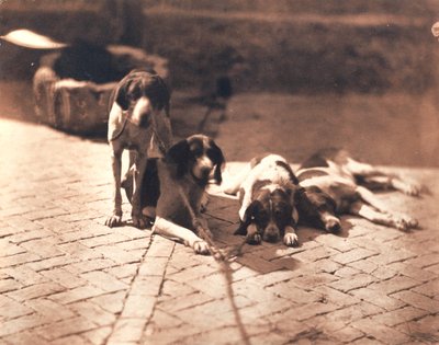 Cães de caça, c.1853 (impressão a sal) de Olympe Aguado