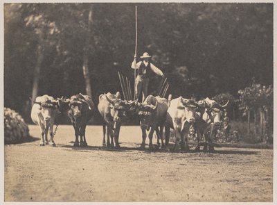 Equipe de seis bois com seu motorista, c. 1853. de Olympe Aguado