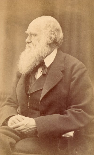 Retrato de Charles Darwin aos 72 anos de idade, c.1871 (estampa de álbum) de Oscar Gustav Rejlander