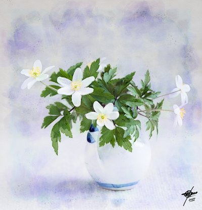 Delicadas flores brancas da primavera de Osvaldo Russo