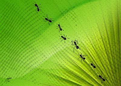 Trilha das Formigas da Folha Verde de Osvaldo Russo