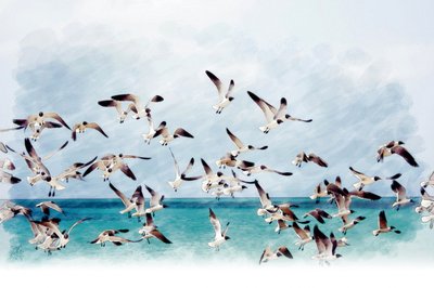 Gaivotas sobre o mar turquesa de Osvaldo Russo