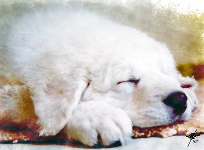 Cachorrinho a dormir tranquilamente de Osvaldo Russo