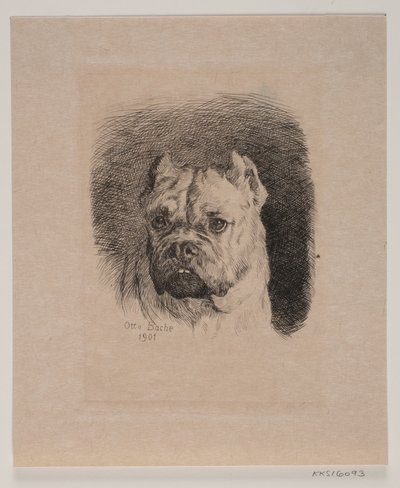 A cabeça de um cão de Otto Bache