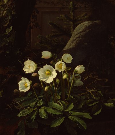Hellebores em um Rockery (óleo sobre tela) de Otto Didrik Ottesen