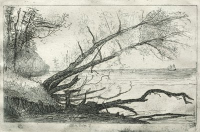 Sycamore velho, 1877. de Otto H. Bacher