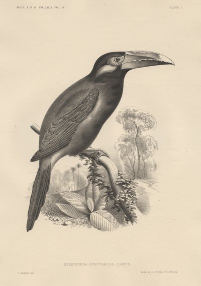 Selenidera Spectabilis, lito em Bowen und Co., 1850 de Otto Koehler