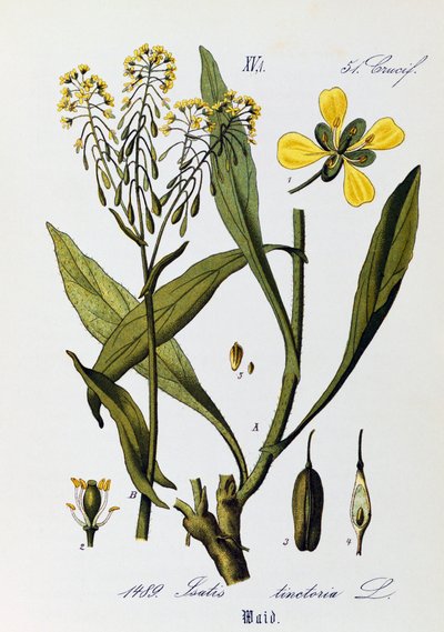 Folhas, frutos e flores de Woad ou Glastum (Isatis tinctoria), obra de arte de Otto Wilhelm Thome (1840-1925) de Flora von Deutschland, Osterreich und der Schweiz (Flora da Alemanha, Áustria e Suíça) de Otto Wilhelm Thome