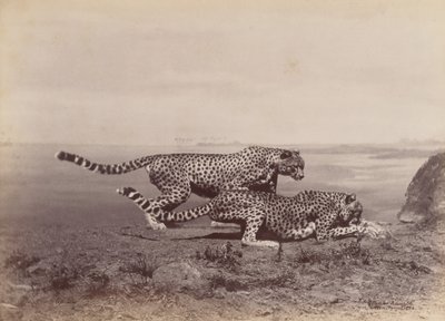 paisagem de Ottomar Anschütz
