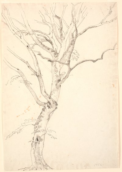 Faia desfolhada de P.C. Skovgaard