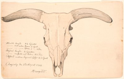 Crânio de uma vaca. de P.C. Skovgaard