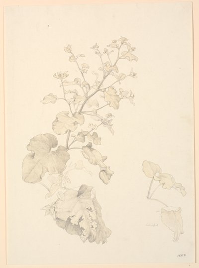 Plantas de lixo. de P.C. Skovgaard