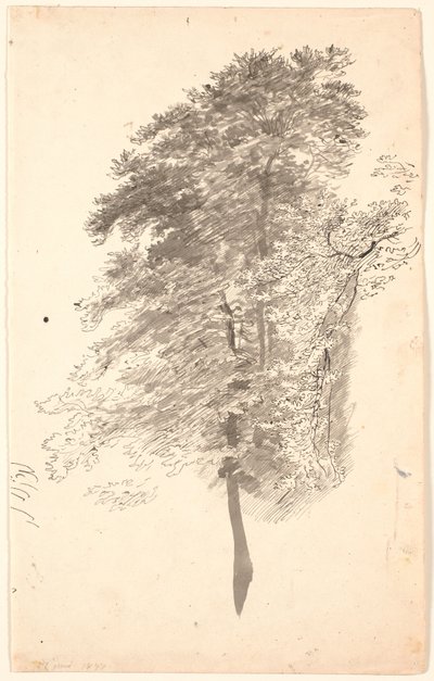 Estudo de árvores altas e esbeltas com folhagem. de P.C. Skovgaard