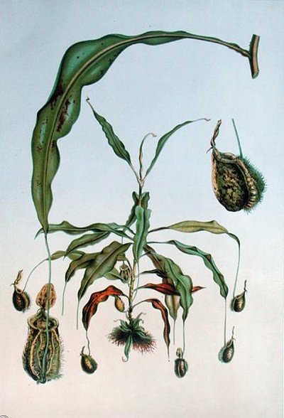 Nepenthes Hookeriana, placa botânica de 